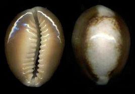 厚緣雪山寶螺 厚緣雪山寶螺