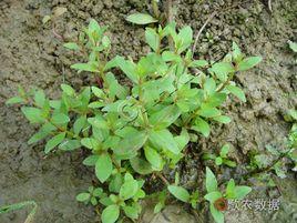 陌上菜組 陌上菜組