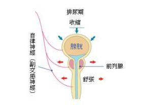 排尿疼痛 排尿疼痛