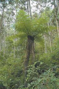 海南興隆熱帶雨林園 黑桫欏樹 