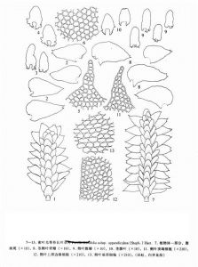 密葉光萼苔長葉（亞種）