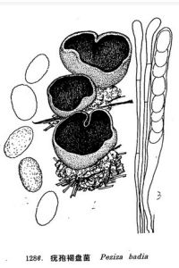 疣孢褐盤菌 疣孢褐盤菌