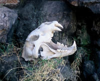 現代獅（非洲獅，亞洲獅）獅頭骨