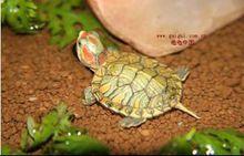 觀賞龜品種