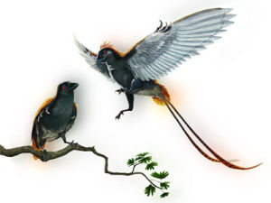 始孔子鳥 始孔子鳥