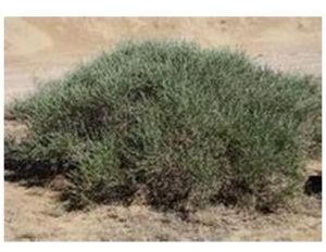 灰葉鐵線蓮 灰葉鐵線蓮