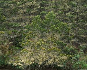 留莊鎮[山東省微山縣留莊鎮]