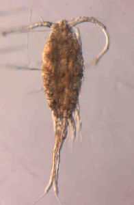 劍水蚤科 劍水蚤科