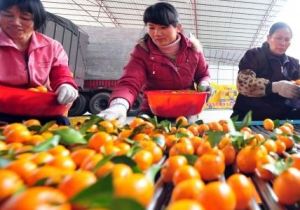 食橘子過多全身發黃