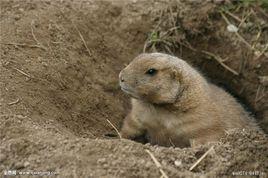 適洞動物 適洞動物
