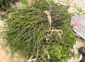 楓香槲寄生 楓香槲寄生