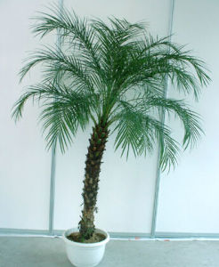 美麗針葵櫚 美麗針葵櫚