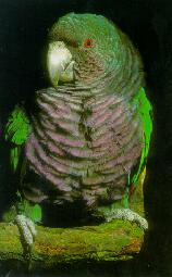 帝王亞馬孫鸚鵡