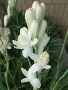 晚香玉[中藥材]