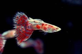 紅馬賽克白子孔雀魚 紅馬賽克白子孔雀魚