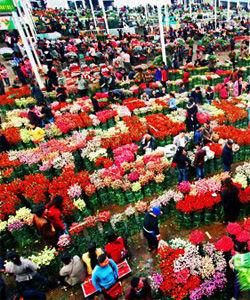 斗南花卉市場 斗南花卉市場