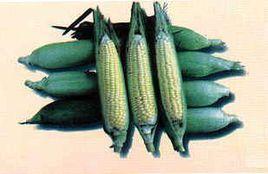 香糯玉米 香糯玉米