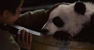 （圖）《熊貓回家路》