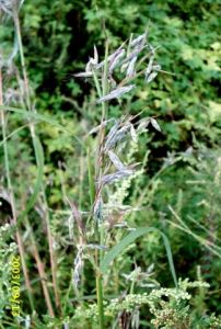 魯沙香茅組 魯沙香茅組