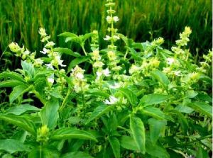 田陽香草 田陽香草