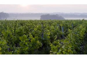 碧加侯爵莊園葡萄園