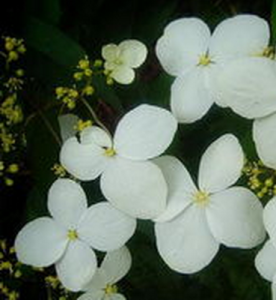 厚葉溲疏 厚葉溲疏