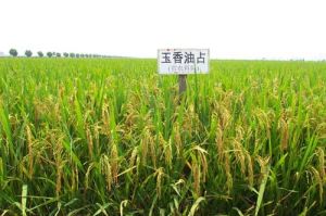 玉香油占 玉香油占