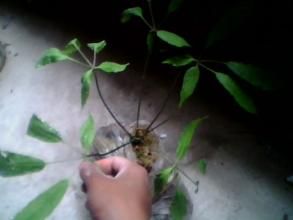 秀麗假人參（變種）