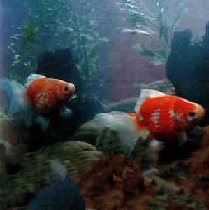 紅白花珍珠 紅白花珍珠