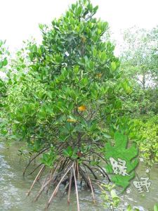 紅樹植物