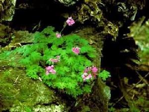 寬裂掌葉報春 寬裂掌葉報春