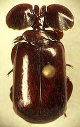 棒角甲科 棒角甲科