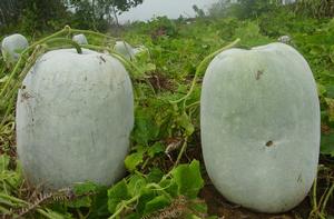 冬瓜[堇菜目葫蘆科植物]