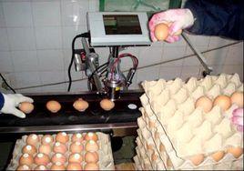 雞蛋噴碼機 雞蛋噴碼機