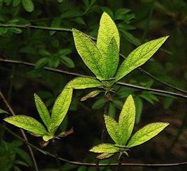 杜鵑花葉 杜鵑花葉