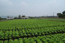 蔬菜生產基地