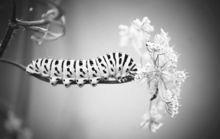 毛毛蟲[鱗翅目昆蟲的幼蟲]