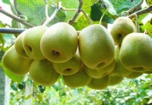 武植3號 武植3號