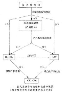 沼氣發酵中食物鏈與能量分配圖