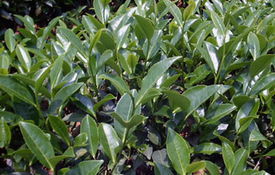 閩北水仙茶 閩北水仙茶