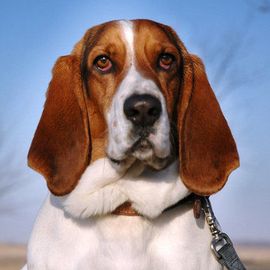 巴吉度犬 巴吉度犬