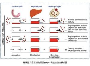 代償作用 代償作用