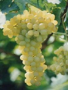 無核白葡萄 無核白葡萄