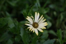 戰醫歸來 戰醫歸來