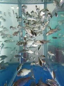 中科5號 中科5號