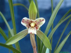 梁溪蕊蝶 梁溪蕊蝶