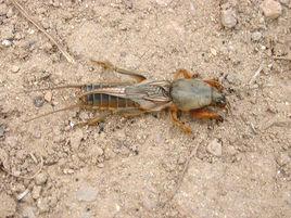 土狗[螻蛄的俗名]