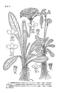 龍池報春 龍池報春