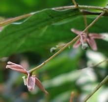 滇南杜英 滇南杜英