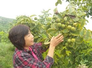 晉龍三號 晉龍三號